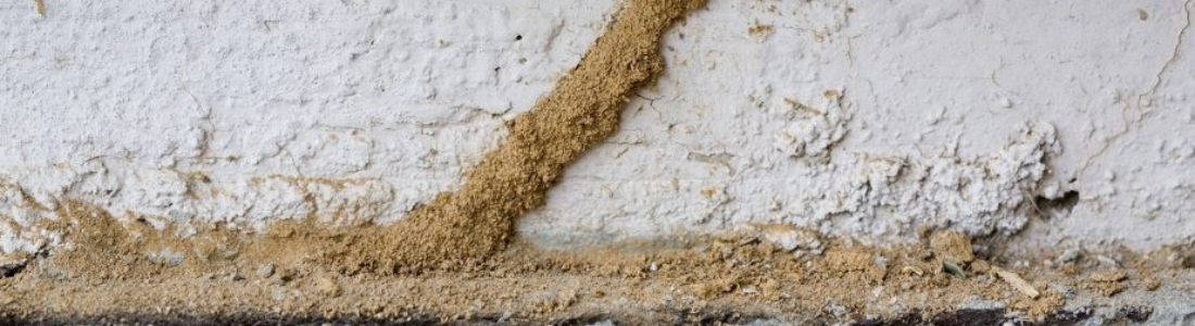 Cupins subterrâneo  24 HORAS